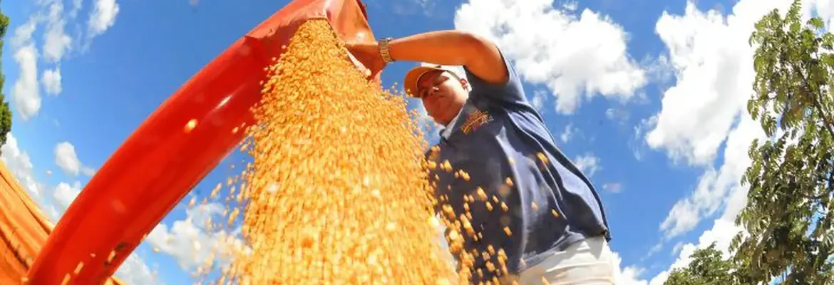 Brasil deve ter nova safra recorde de grãos em 2025/26, diz Conab