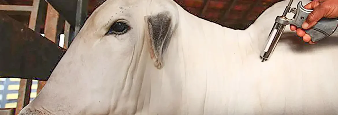 Vacinação contra febre aftosa será suspensa em 16 estados e no DF