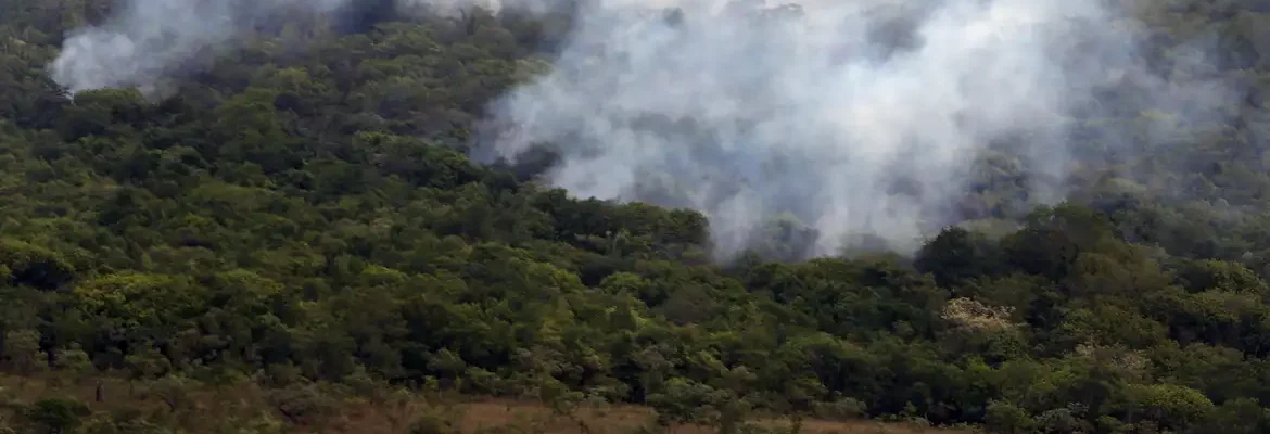 Ibama cria plataforma para acompanhar recuperação ambiental