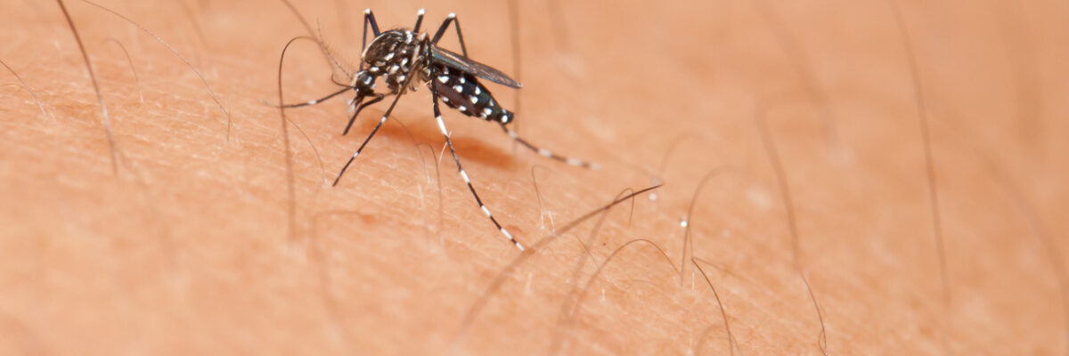 Anvisa indica 2 tipos de repelente contra o mosquito da dengue