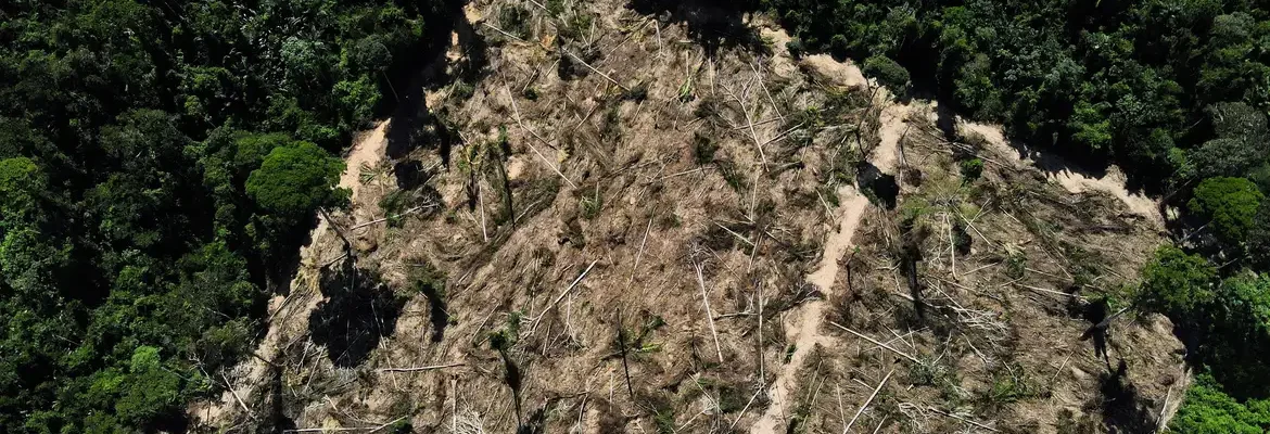 Artigo aponta necessidade de medidas urgentes para preservar Amazônia