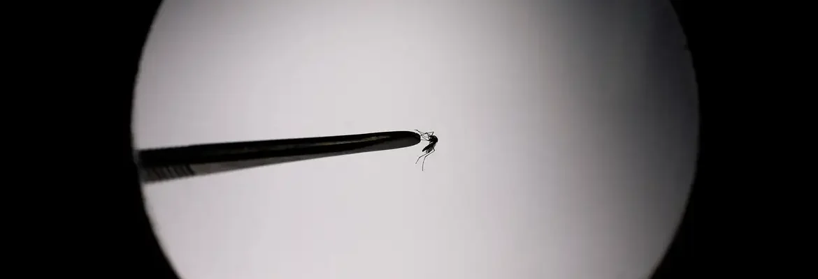 Startup propõe uso de drones para combater mosquito da dengue