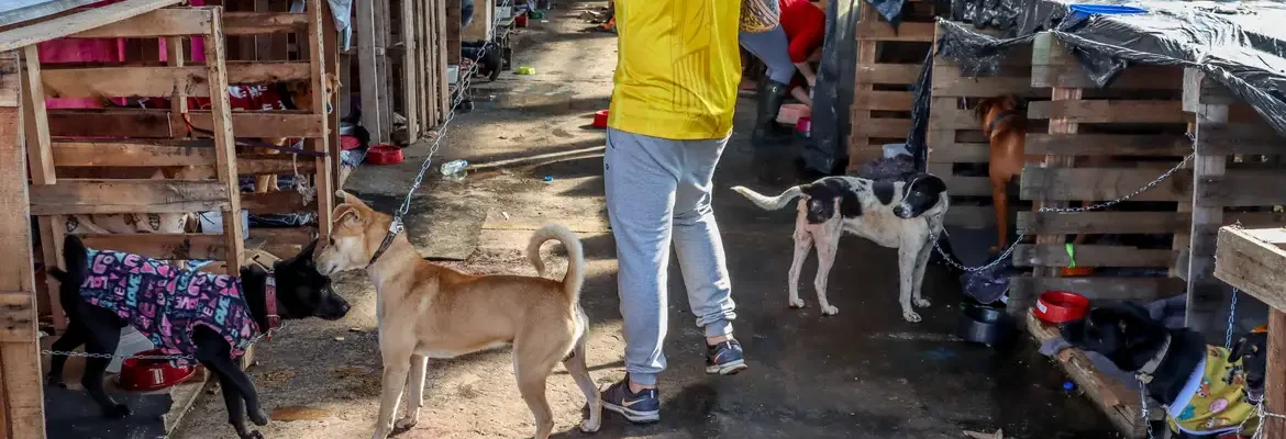 Animais domésticos continuam sendo resgatados de áreas alagadas no RS