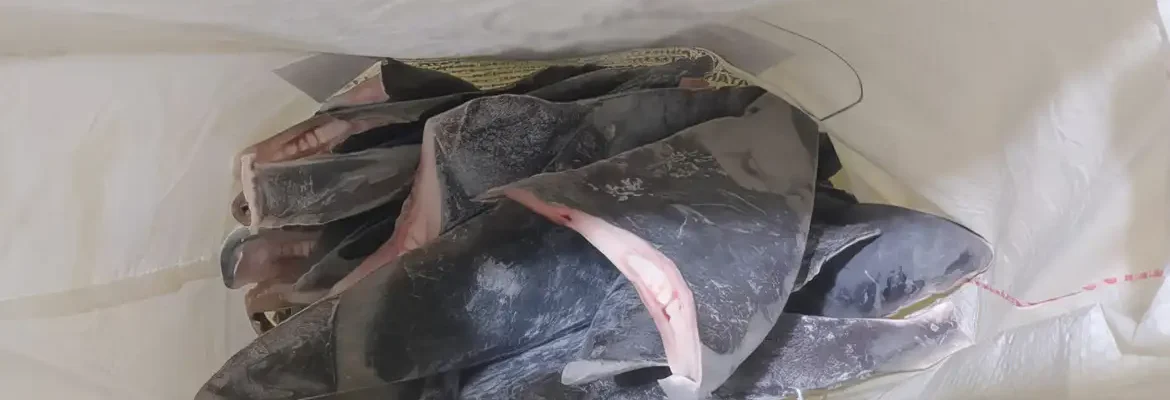 Peixes têm quantidade limitada para captura em 2024