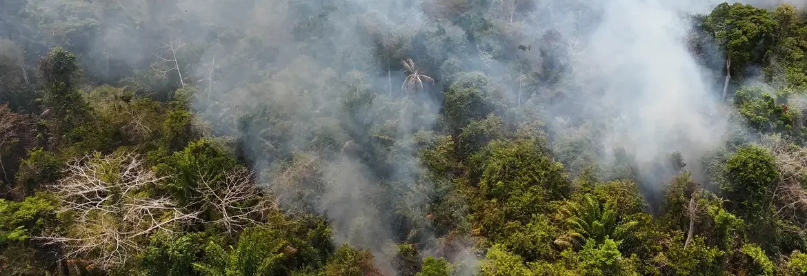 Cobertura florestal mundial perde 3,7 milhões de hectares em 2023