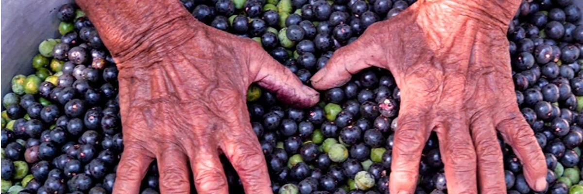 Livro elenca desafios para a bioeconomia inclusiva na Amazônia