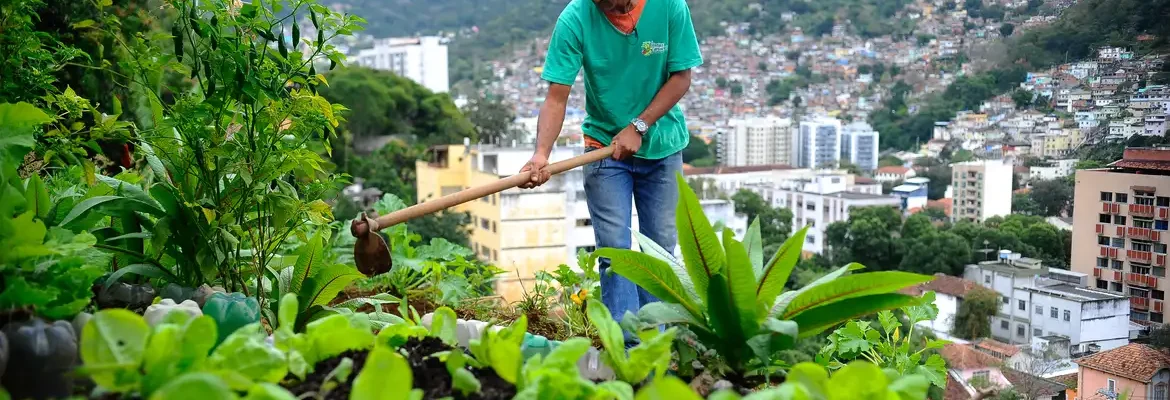 Produção local pode melhorar alimentação em centros urbanos