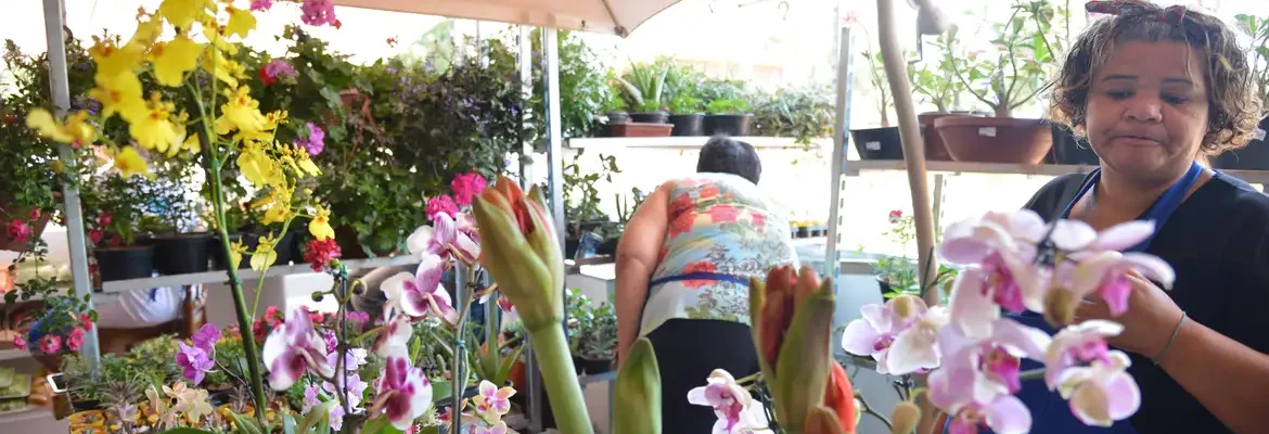 Desenrola para MEI e micro e pequenas empresas começa nesta segunda