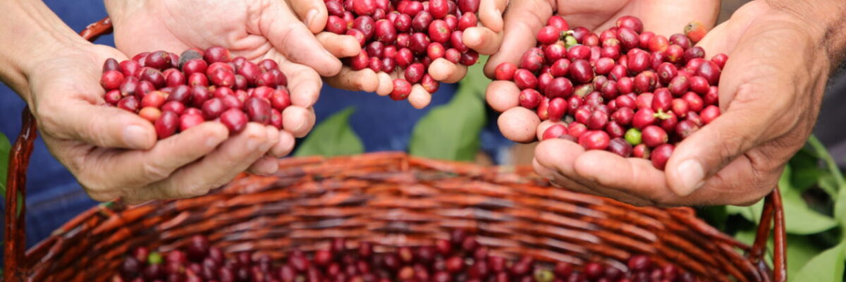 Geointeligência do governo de RO evidencia evolução da cafeicultura no estado