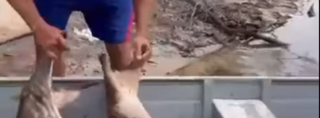 Caça Ilegal: Polícia Militar de Rondônia e SEDAM localizam caçadores em calama.