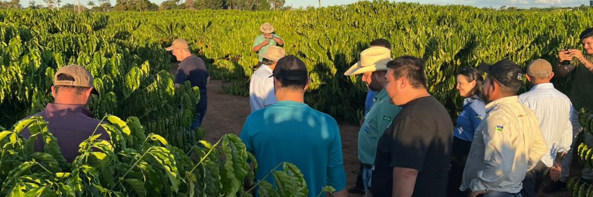 Crescimento da cadeia produtiva do café de Rondônia é destacado por cooperativa de Minas Gerais