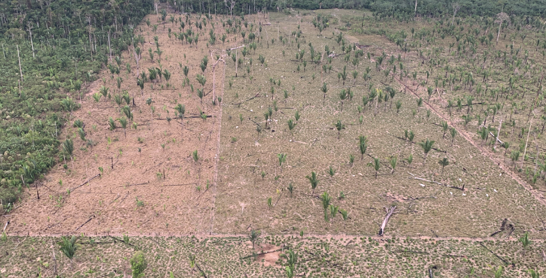 MP obtém condenação de pecuarista que devastou área equivalente a 867 campos de futebol no Parque Estadual de Guajará-Mirim