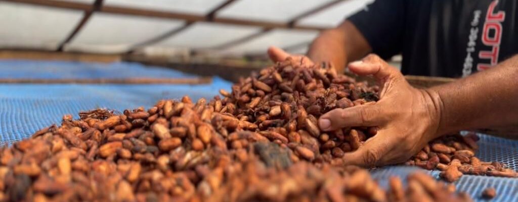 Prazo para inscrições do 4° Concurso de Qualidade e Sustentabilidade do Cacau de Rondônia encerra dia 31 de julho