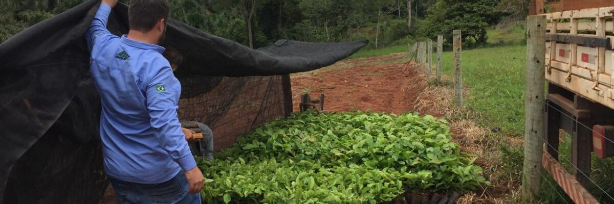 “Plante Mais”: Cone Sul de Rondônia avança na produção agrícola com mudas clonais de café e cacau