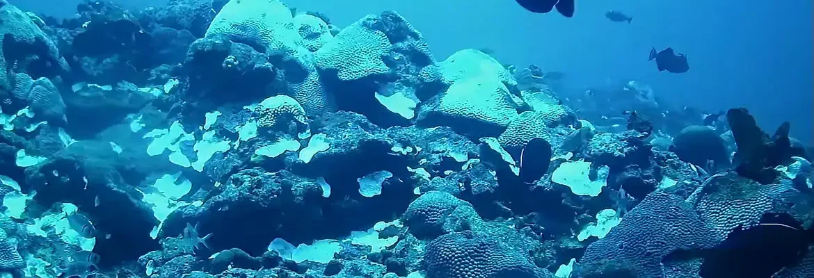 Expedição reforça necessidade de proteger bancos de corais equatoriais