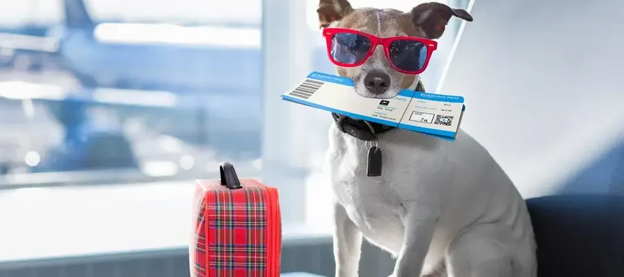 Nova companhia aérea aposta alto em voos de US$ 6 mil para cães