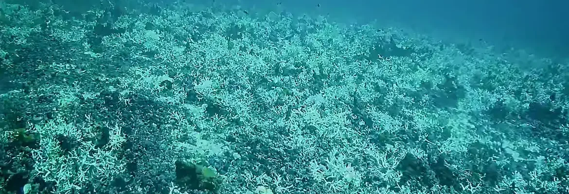 Branqueamento de corais é registrado a 60 metros de profundidade
