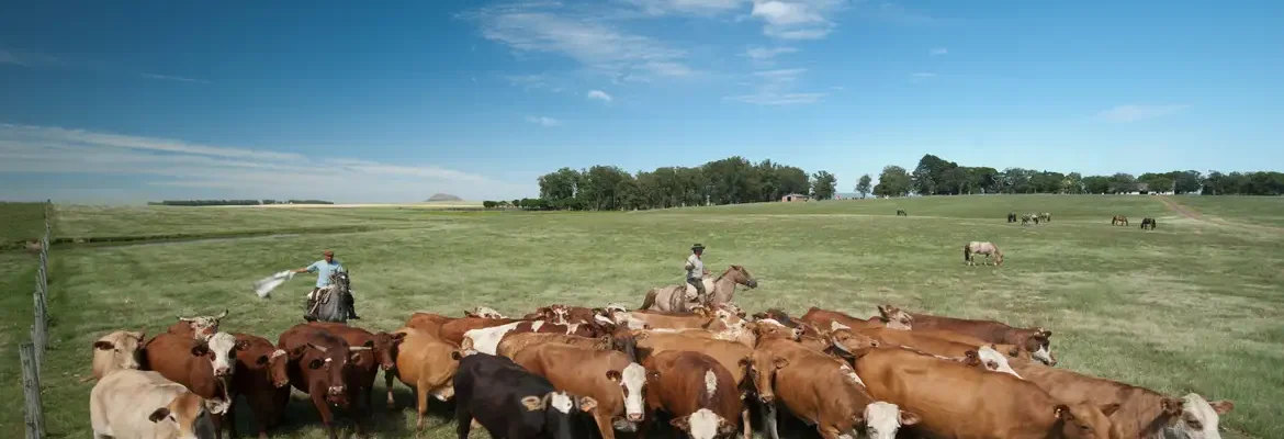 Embrapa propõe políticas para reaproveitamento de pastagens degradadas