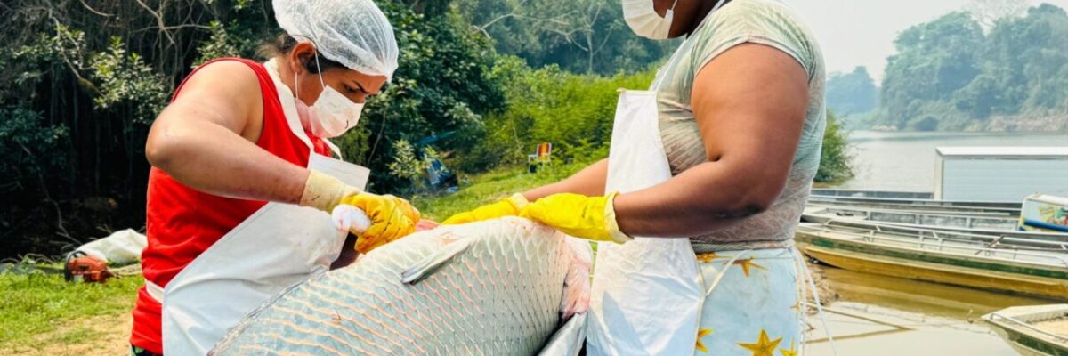 Atividades de manejo de controle do Pirarucu na Resex Rio Cautário alcançam números recordes