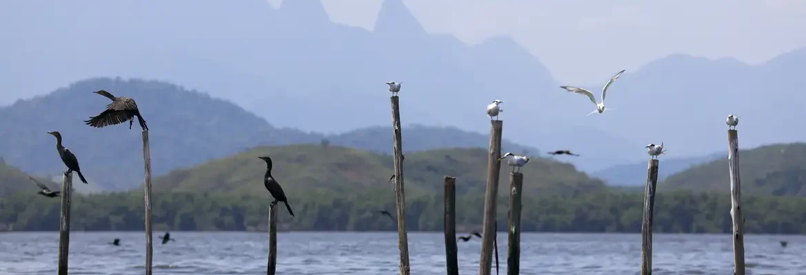 Mangue conservado transforma pescadores em guias de turismo