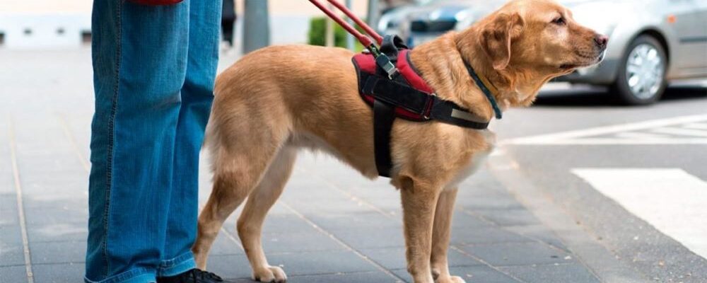 Projeto que autoriza cães de terapia e assistência em locais públicos e privados é aprovado