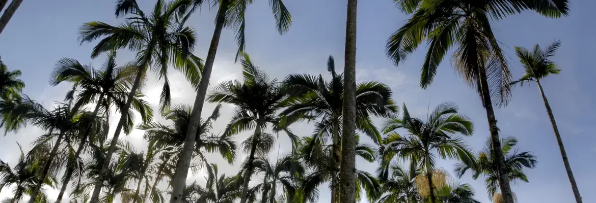 Câmara dos Deputados aprova regras menos rígidas para plantação de eucalipto