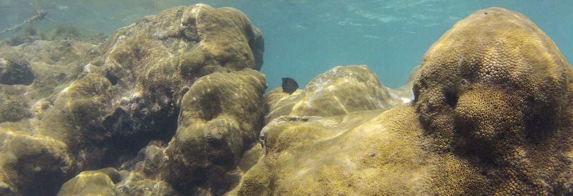 Mais de 70% de espécies ameaçadas buscam Áreas Marinhas Protegidas