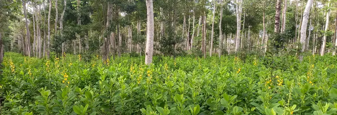 Brasil deve recuperar 25 milhões de hectares de vegetação nativa