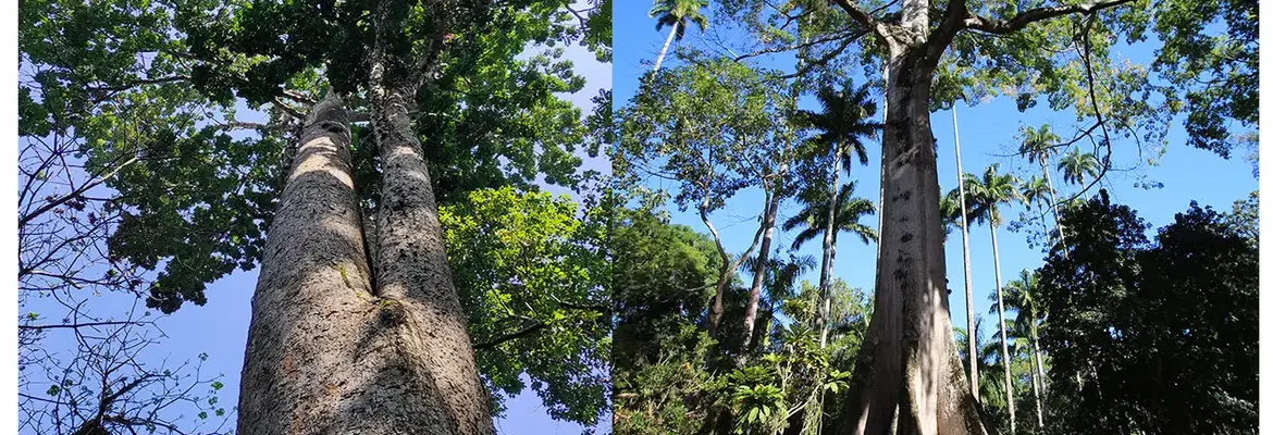 Jardim Botânico planta mudas de cinco espécies em Dia do Ambiente