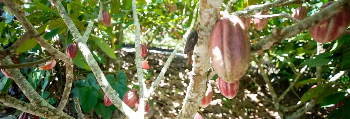 Produtoras de café e cacau contam como lidam com mudanças climáticas