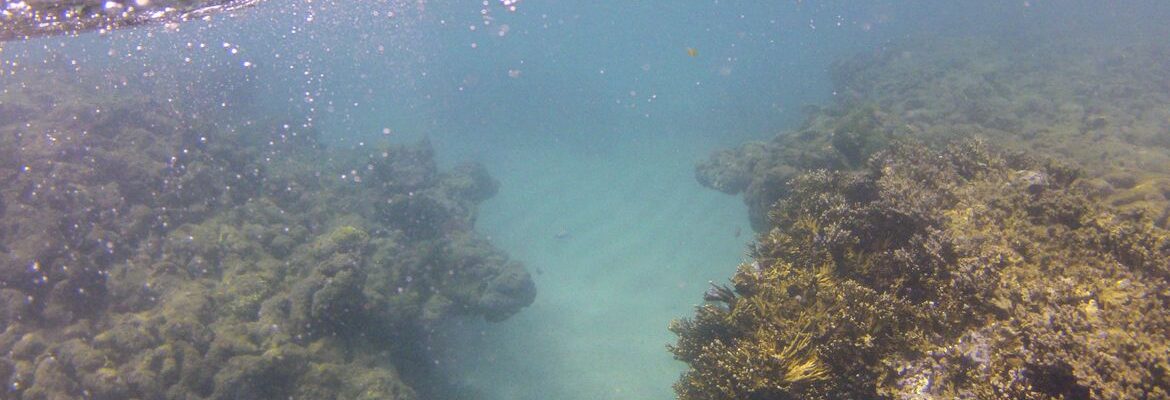 Branqueamento de corais avança no Nordeste, mostra pesquisa