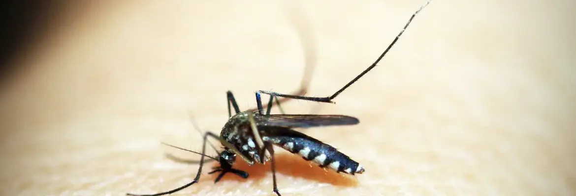 Entenda por que hemorragia não é o principal sintoma da dengue grave