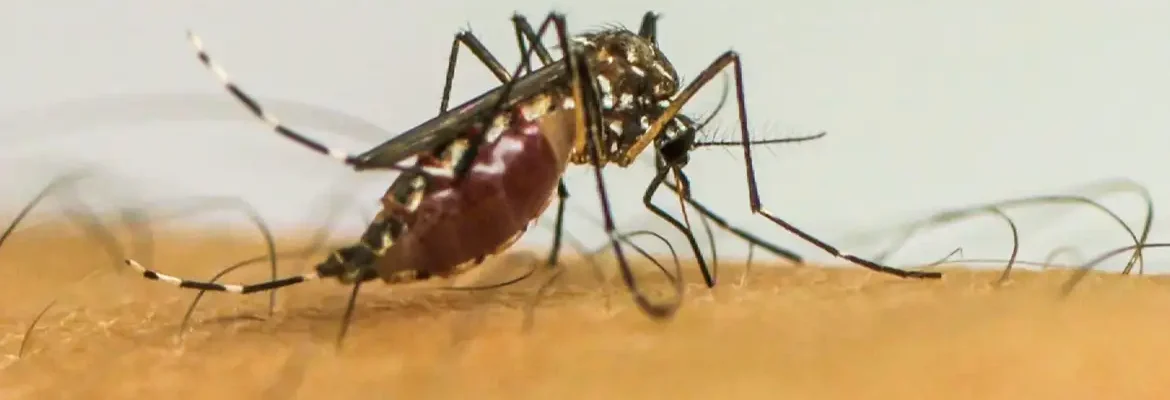 Com 6,3 milhões de casos prováveis, Brasil lidera ranking de dengue