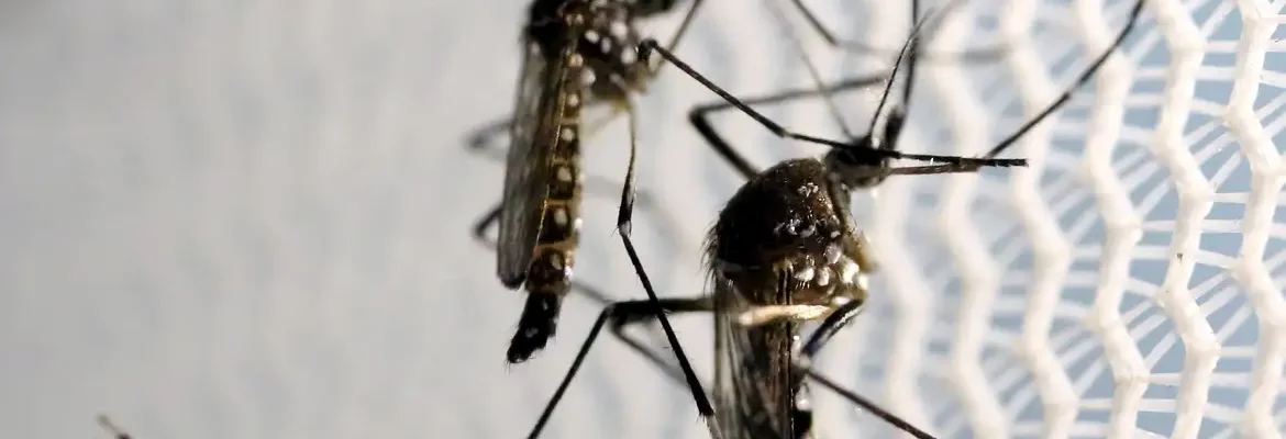 Quase 4 bilhões de pessoas correm risco de infecção pelo Aedes