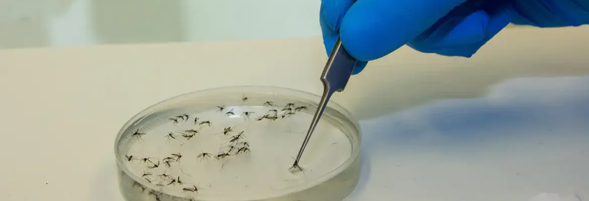 Casos de febre Oropouche crescem no país