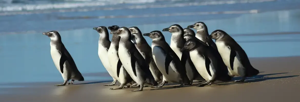 Senado retoma debate de PEC que pode privatizar praias