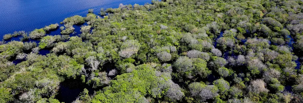 Saiba como títulos verdes possibilitam reflorestamento na Amazônia