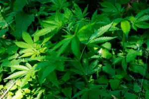 Para Toffoli, Judiciário não deve definir quantidade de droga que configura uso