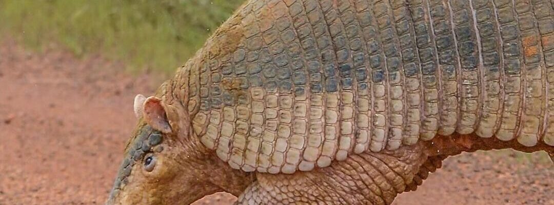 Fotógrafo encontra maior tatu do mundo na Serra da Canastra: “Uma lenda do Cerrado”