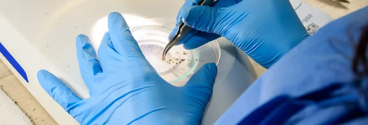 Rio faz nova soltura de mosquitos usados no combate à dengue