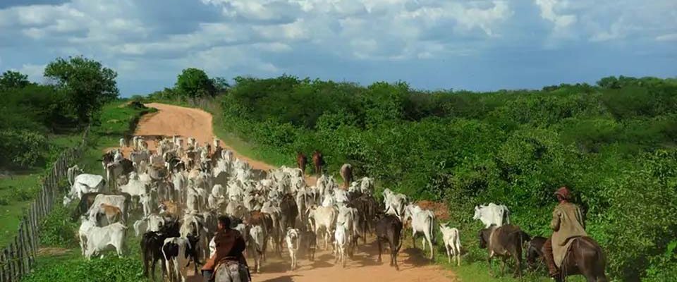 Invasão em parque estadual de Rondônia ligada a crimes de corrupção e lavagem de dinheiro