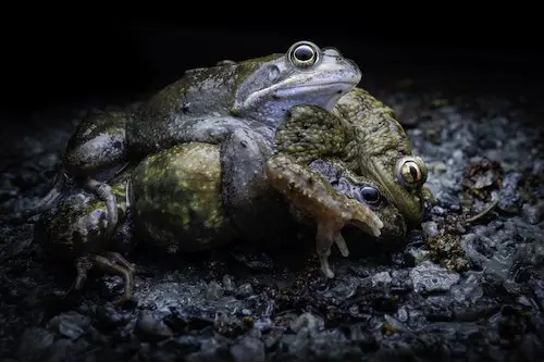 Prêmio de fotos em close-up revela cores, formas e ‘intimidades’ de criaturas da natureza